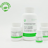 重组人转铁蛋白Recombinant Human Trans