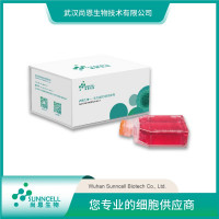 BEWO人绒毛膜肿瘤细胞专用培养基