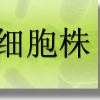 大鼠骨髓瘤细胞，Y3-Ag 1.2.3细胞