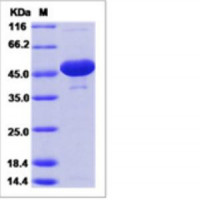 Recombinant Rat Enolase 1/ENO1