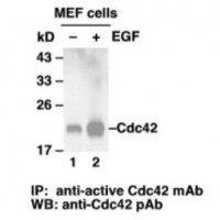 Cdc42 Activation Assay Kit