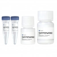 Pyrophosphatase, Inorganic (ye
