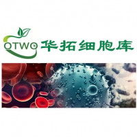 hRMECs人视网膜微血管内皮细胞|永生化人视网膜微血管内皮