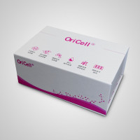 OriCell®大鼠心肌细胞-原代P0
