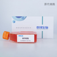 小鼠海马神经元细胞