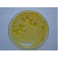 0.25% 胰酶溶液  不含EDTA