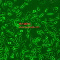 小鼠皮下结缔组织细胞Lwnt3a/GFP (带绿色荧光)AT