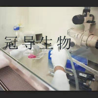人心脏纤维原活化克隆细胞|STR鉴定图谱