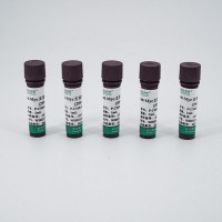 IL-4Ra (C-6His), Cynomolgus, R
