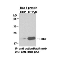 Rab5 Pull-Down Activation Assa
