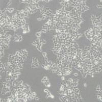 IFRD1基因敲除细胞池（HEK293T）