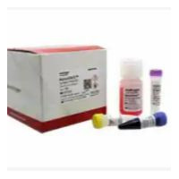 GeneRuler™ 1 kb DNA Ladder