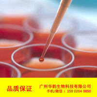 Panc 08.13 (人胰腺癌细胞) (STR鉴定正确)，