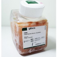 Fetal Bovine Serum，Qualified，A