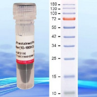 3-color prestained Protein lad