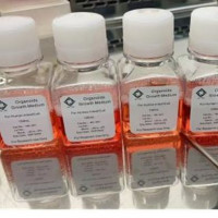 OrganoPro™胃癌类器官培养基