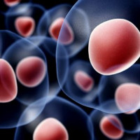 荧光素酶/tdTomato 双报告基因 HeLa 细胞系
