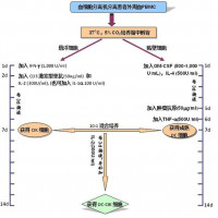 StemRD Wnt-3a Human 蛋白因子