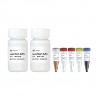 Protein A/G Magnetic IP/Co-IP