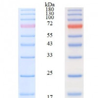 Prestained protein marker（8-18