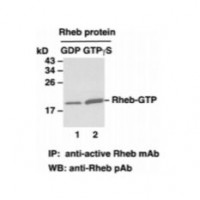 RheB Activation Assay Kit