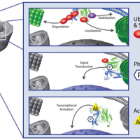 Cytoskeleton Signal-Seeker™试剂盒