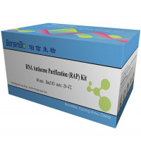 RNA反义纯化技术(RAP)试剂盒（RAP- RNA、pro