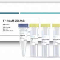 T7 RNA聚合酶T7 RNA Polymerase