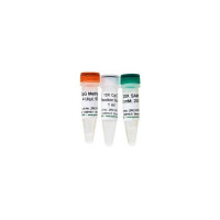 CpG Methylase (M. Sssl)(甲基转移酶)