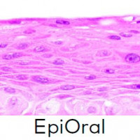 EpiOral口腔上皮模型