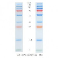 预先获得的蛋白质标记（8-250kDa）