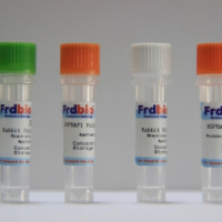 Human CD96  Recombinant protei