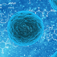 HeLa-SirT2