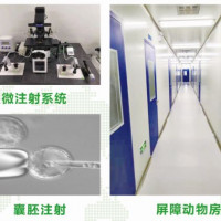 动物实验模式动物