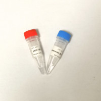 RNase R 核糖核酸酶R [ RNaseR ]