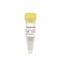 RNA加尾酶：E.coli Poly(A) Polymera