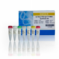 T7体外转录快速高效RNA合成：In Vitro HiScr
