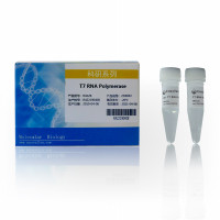T7快速高效RNA合成：T7 RNA Polymerase