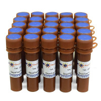 BeyoFast™ SYBR Green qPCR Mix