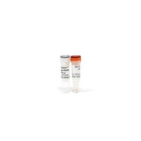 Zymolyase(酵母裂解酶(冻干粉))