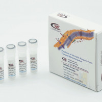 KLH - 小分子酸偶联试剂盒