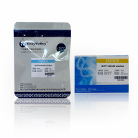 dCTP 100mM solution