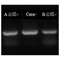 Cusa Taq Hot Start DNA Polymer