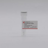 类器官Recombinant Human FGF2
