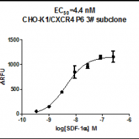 CXCR4 (GPCR, Stable cell line,