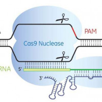 SpCas9核酸酶