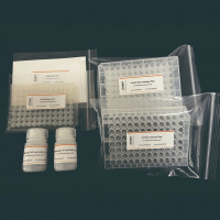 Invent ® 高通量柱式法细胞总蛋白提取试剂盒 （96孔