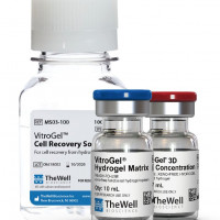 VitroGel® HEK293
