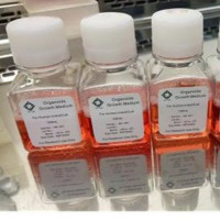 OrganoPro™肠癌类器官培养基