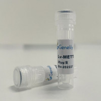 人源METTL14野生型过表达慢病毒质粒